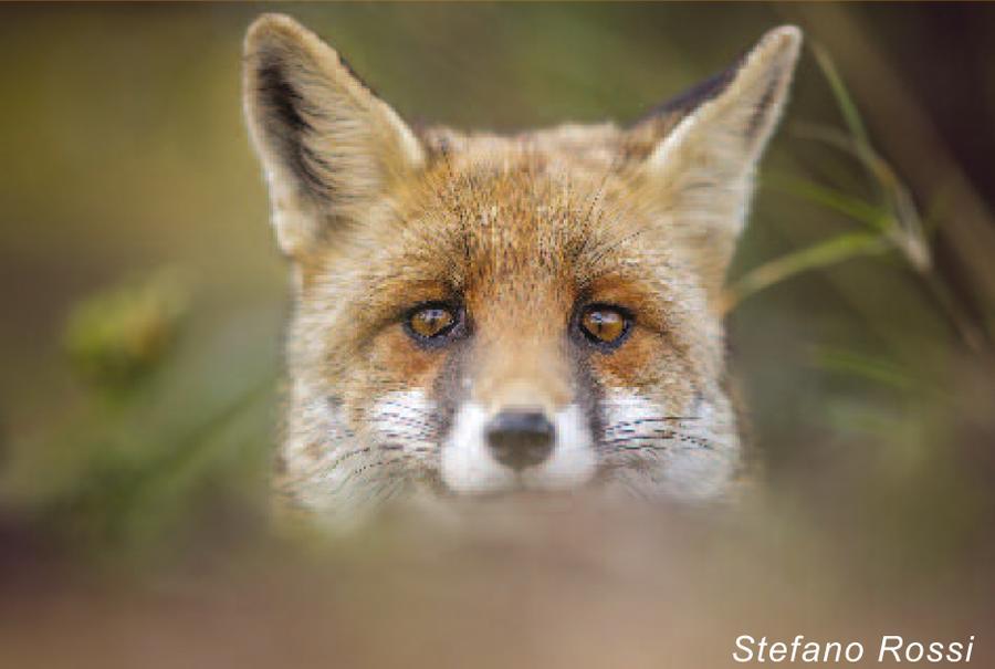 Inaugurazione mostra fotografica naturalistica Wild Europe