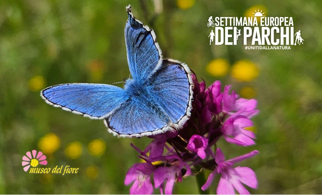 BioBlitz farfalle!