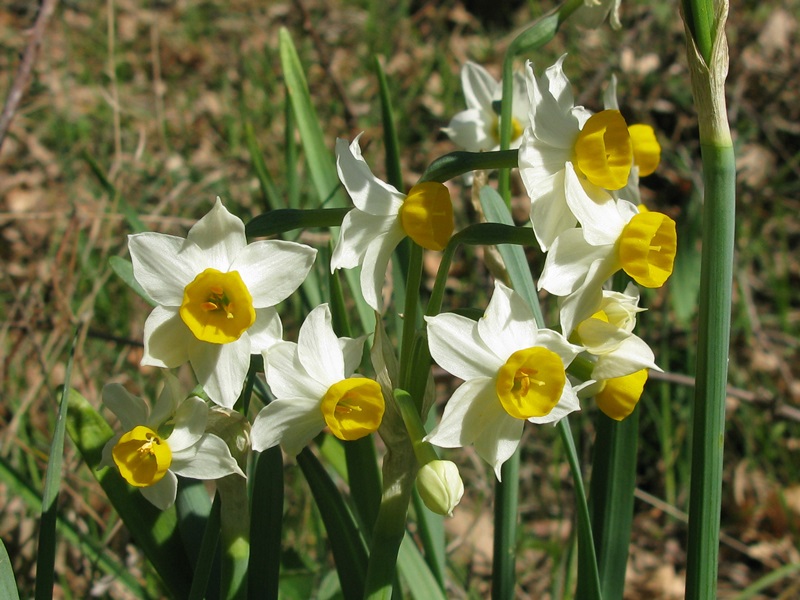 NARCISO (Narcissus tazetta L.) foto: Moica Piazzai