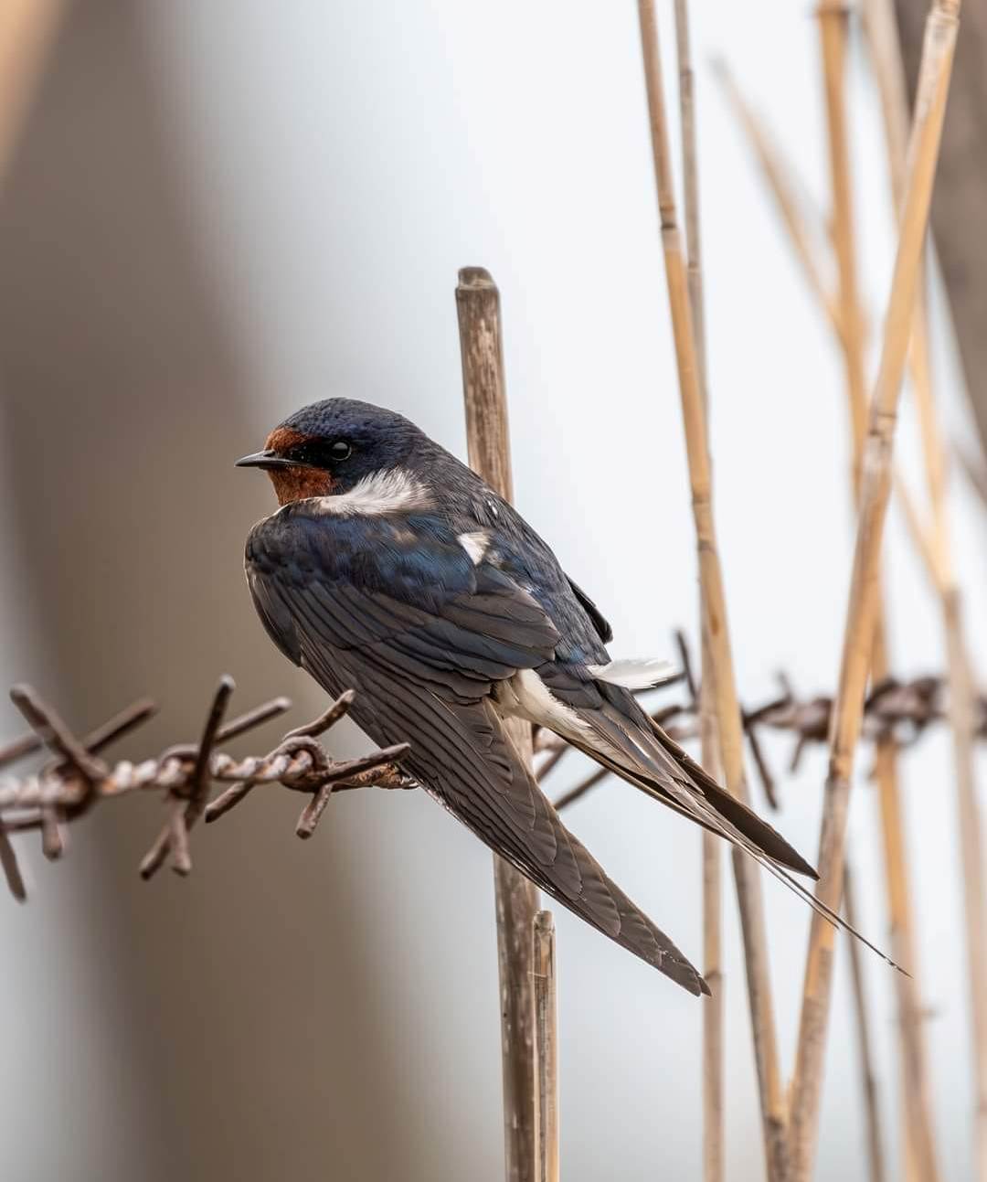 Foto di Flavio Felici